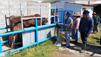 Cusco: Comunidades rurales fortalecen manejo sanitario de ganado vacuno