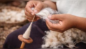 Trujillo: Chan Chan impulsan recuperación del algodón nativo