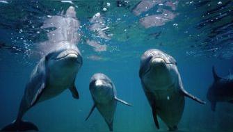 Delfines presentan sustancias químicas de desechos electrónicos