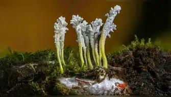 Oxapampa se convierte en el epicentro micológico: Mañana arranca el primer festival del Perú dedicado al Reino Fungi