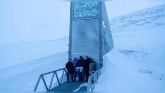 Noruega: El olivo entra por primera vez en la bóveda de Svalbard