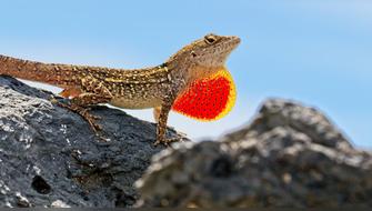 Estados Unidos garantiza protección para 11 especies en peligro