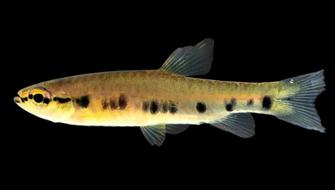 Identifican nueva especie de pez endémica en la Amazonía peruana