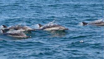 Red peruana registró más de 160 avistamientos de cetáceos en 2025