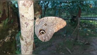 Tingo María: El bioturismo es el verdadero futuro de la Amazonía