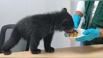 Cría de oso andino es rescatada de vivienda de Puno