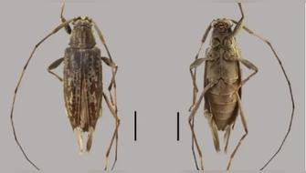 Descubren nuevas especies de escarabajo en la Amazonía peruana