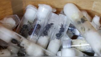 Turista intentaba traficar más de 2.200 hormigas reinas de Kenia