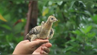 Nacen ocho polluelos de pava aliblanca en centro de conservación