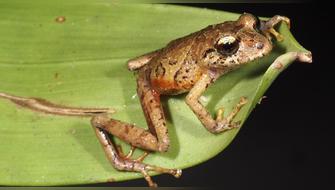 Ecuador: Descubren nuevas especies de ranas en la Cordillera del Cóndor