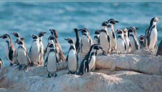 Nuevo gobierno de Chile retira 43 decretos ambientales