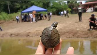 Liberan crías de taricaya durante clausura de encuentro amazónico