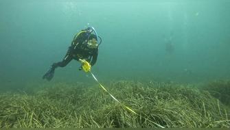 Más de 240 químicos sintéticos contaminan los océanos