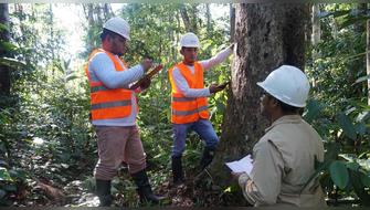 Países andinos se reúnen para combatir la tala ilegal