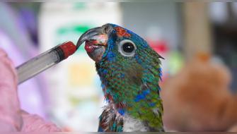 Taricaya y la exitosa misión de devolverle la libertad a la fauna amazónica