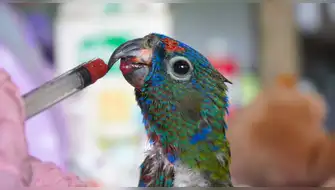 Taricaya y la exitosa misión de devolverle la libertad a la fauna amazónica