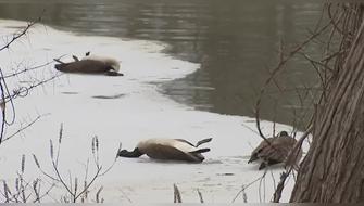 Estados Unidos en alerta ecológica por posible brote de gripe aviar
