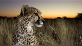 Medio Ambiente: ONU anuncia protección para 40 nuevas especies