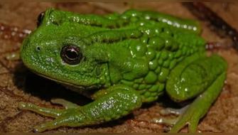 Descubren nueva y extraña especie de ‘rana marsupial’ en el Perú
