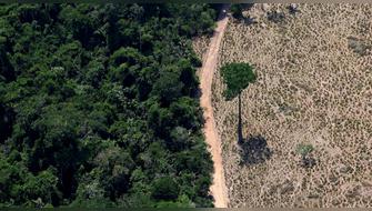 Brasil: Entregarán créditos rurales condicionados comprobaciones de tala