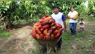 Comunidad nativa de Ucayali produce cacao sostenible y conserva bosques