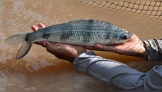 Familias de la Amazonía se benefician con crianza sostenible de lisa