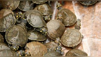 Liberan más de mil tortugas que fueron rescatadas del comercio ilegal