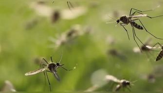Estados Unidos en alerta por enorme invasión de mosquitos