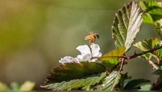 Perú activa Plan Operativo 2026 para salvar a los polinizadores y proteger el servicio ecosistémico clave para la conservación de la biodiversidad