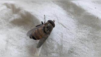 Ecuador: Descubren en la Amazonía una mosca que imita a las abejas para sobrevivir