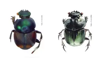 Naturaleza: Hallan seis nuevas especies de escarabajos en el Perú