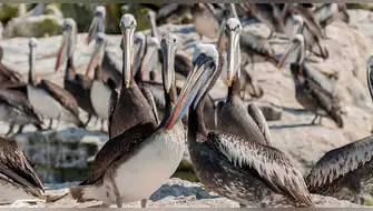 Pelícano peruano será protegido por importante acción ambiental
