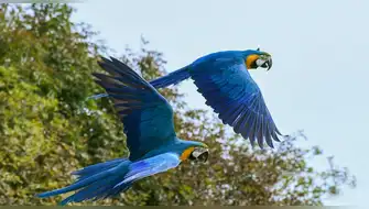 Guacamayas azul y amarilla regresan a Río de Janeiro tras dos siglos