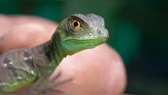 Nicaragua exportará animales exóticos a Asia y Europa