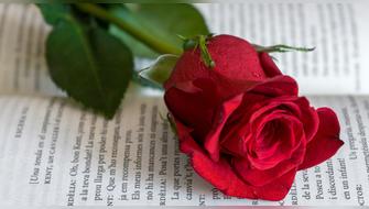 Las ciudades se llenan de puestos y firmas de autores, convirtiendo la jornada en una fiesta masiva que refuerza la participación ciudadana y el valor de regalar libros como gesto afectuoso.