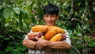 Productores de cacao de Junín reciben asistencia para mejorar cultivos