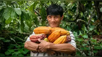 Productores de cacao de Junín reciben asistencia para mejorar cultivos