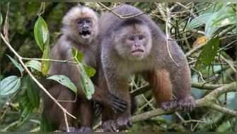 Tumbes adopta acciones para proteger al mono machín