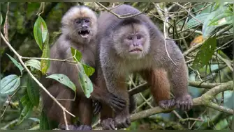 Tumbes adopta acciones para proteger al mono machín