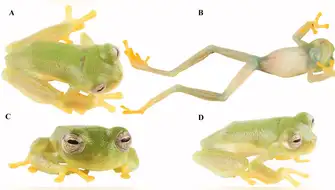 Nueva especie de rana de cristal es registrada en Ecuador