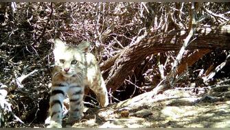 Escurridizo gato del pajonal es registrado en Reserva Illescas