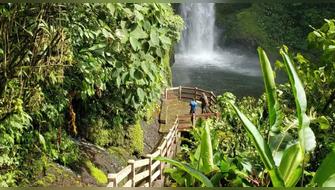 Plantan 37.000 árboles nativos para revivir bosque en Costa Rica