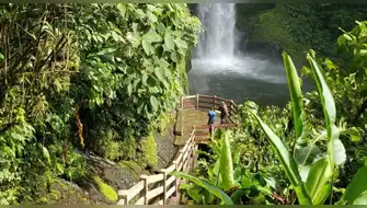 Plantan 37.000 árboles nativos para revivir bosque en Costa Rica