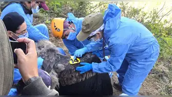 Colocan segundo trasmisor satelital en un cóndor andino