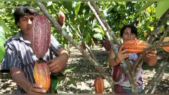 Cacao: entregan centros de acopio para consolidar cadena productiva
