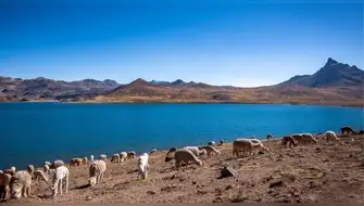 Siembra de alevinos salva la olvidada laguna Orccococha