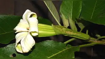 Descubren nuevo género de árbol en los bosques de Perú y Colombia