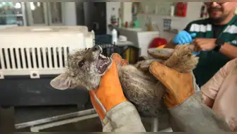 Rescatan a cría de zorro andino en taller de mecánica en Lima