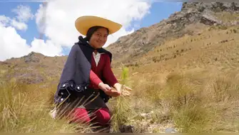 Bosques Productivos Sostenibles busca sembrar 10 millones de árboles