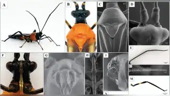 Monalonion velezangeli: la nueva plaga registrada en Perú